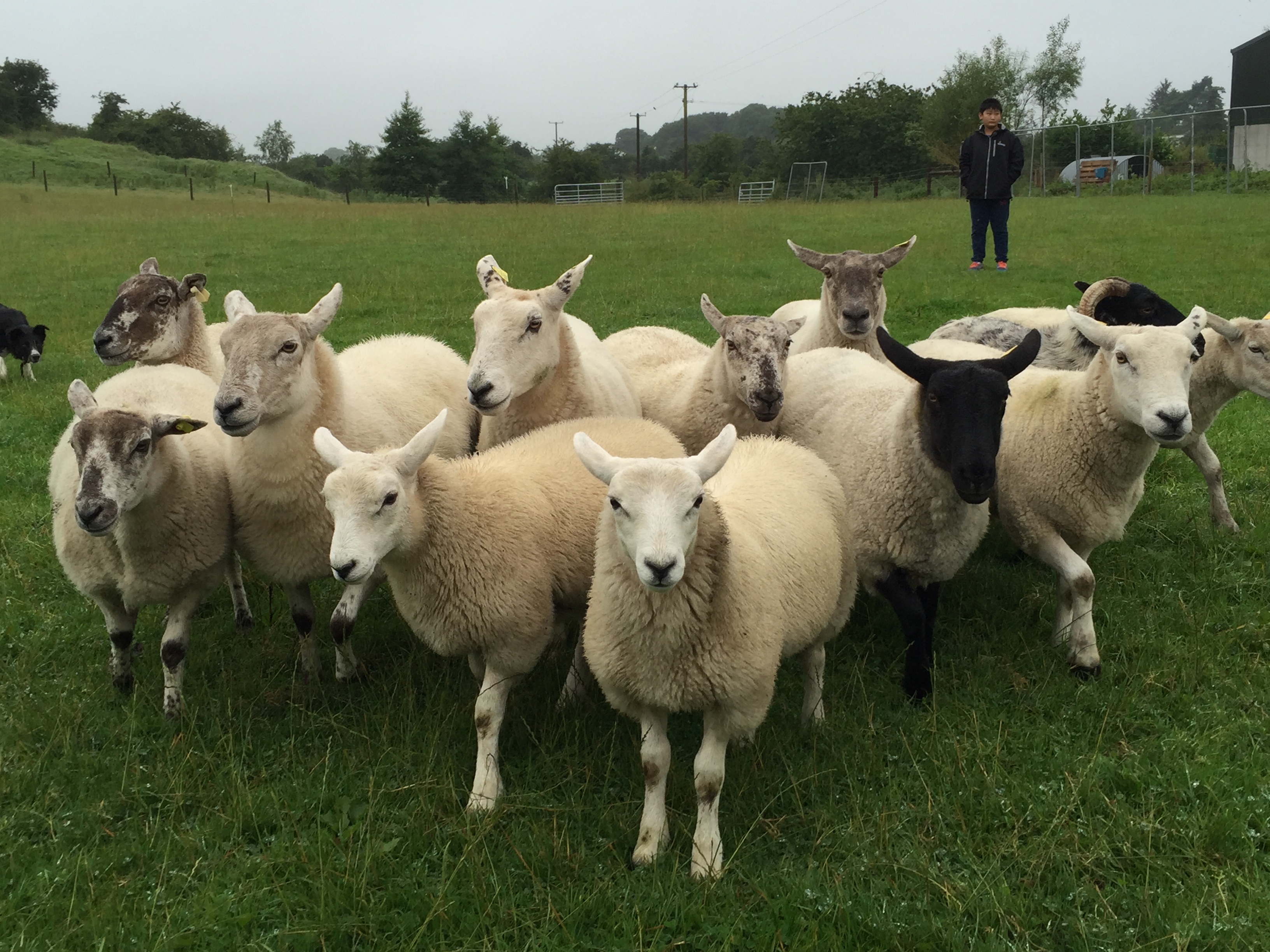 做一天的爱尔兰农民